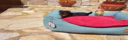 Yorkshire Terrier perros en venta: Yorkshire  - Anuncio 4