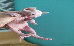 Sphynx gatos en venta: Sphynx pura raza - Imagen 9