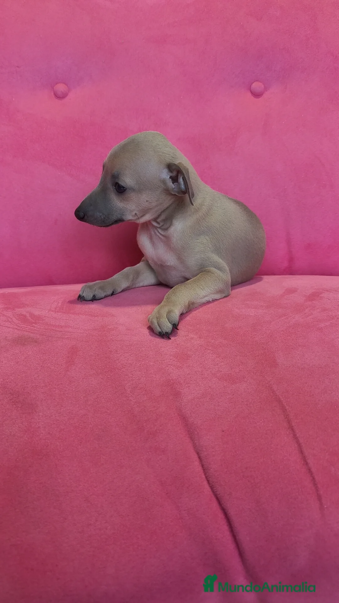 Pequeño Lebrel Italiano perros en venta: Pequeño lebrel Italiano Piccolo Galgo  - Anuncio 7