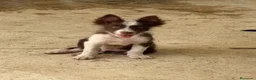 Border Collie perros en venta: Cachorro Border collie  - Anuncio 3
