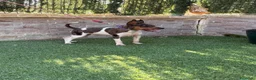 Gos Rater Valencià perros en venta: Cachorra ratonera valenciana arlequín  - Anuncio 3