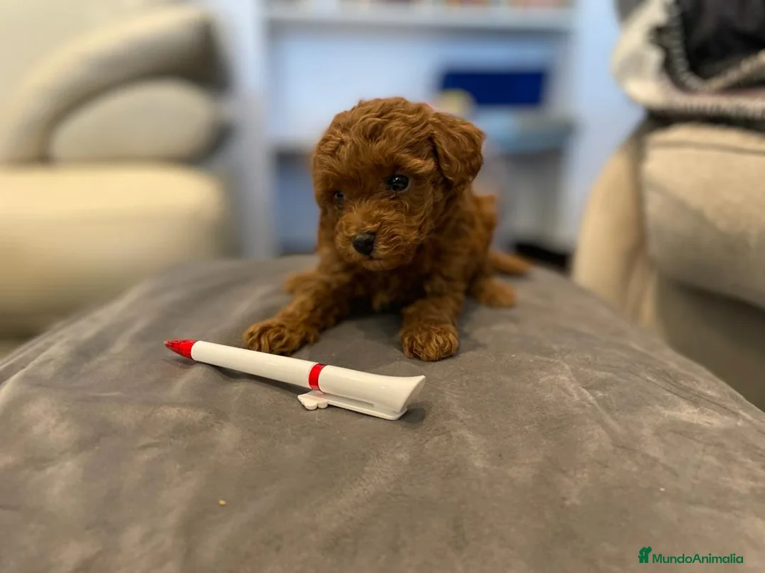 Caniche Toy perros en venta: caniche toy rojo intenso en Pontevedra - Anuncio 1