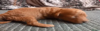 Caniche Toy Cachorro 1