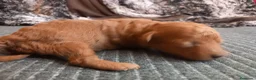 Caniche Toy perros en venta: Caniche toy rojo cachorro poodle. - Anuncio 6