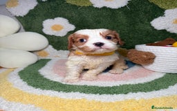 Cavalier King Charles Spaniel perros en venta: Machos Cavalier King Charles - Imagen 4