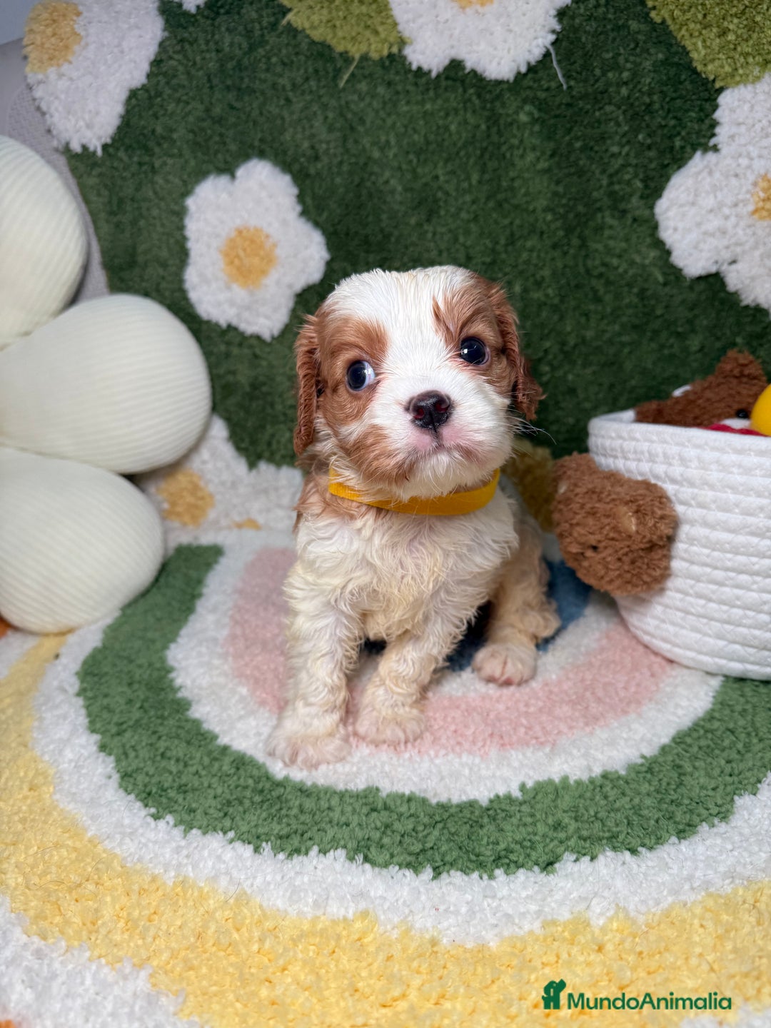 Cavalier King Charles Spaniel perros en venta: Machos Cavalier King Charles - Imagen 4