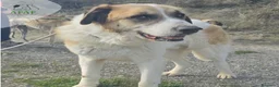 Mastín del Pirineo perros en adopcion: YOGUI busca hogar - Anuncio 4
