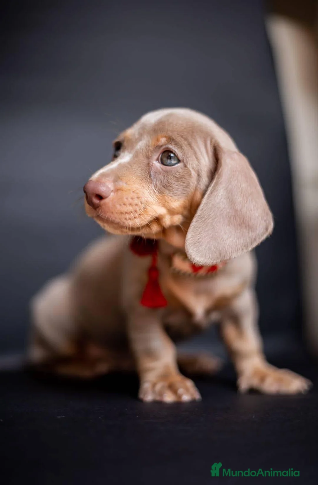 Teckel Miniatura perros en venta: Teckel miniatura !!!!! en Ciudad Real - Anuncio 6