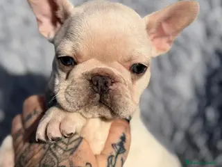 Bulldog Francés perros BULLDOG FRANCÉS PLATYNUM - Anuncio 1