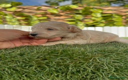 Maltipoo perros en venta: MALTIPOO  - Imagen 2