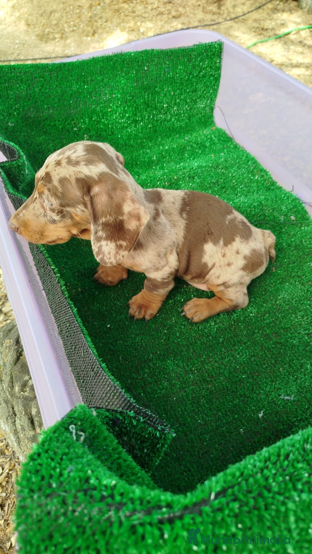 Teckel Miniatura perros Teckel chocolate hembra  - Anuncio 1