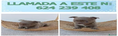 Chihuahua 2