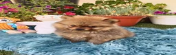 Pomerania perros en venta: Impresionantes pomeranias - Anuncio 2