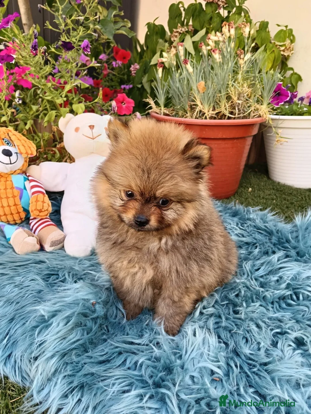Pomerania perros en venta: Impresionantes pomeranias - Anuncio 2