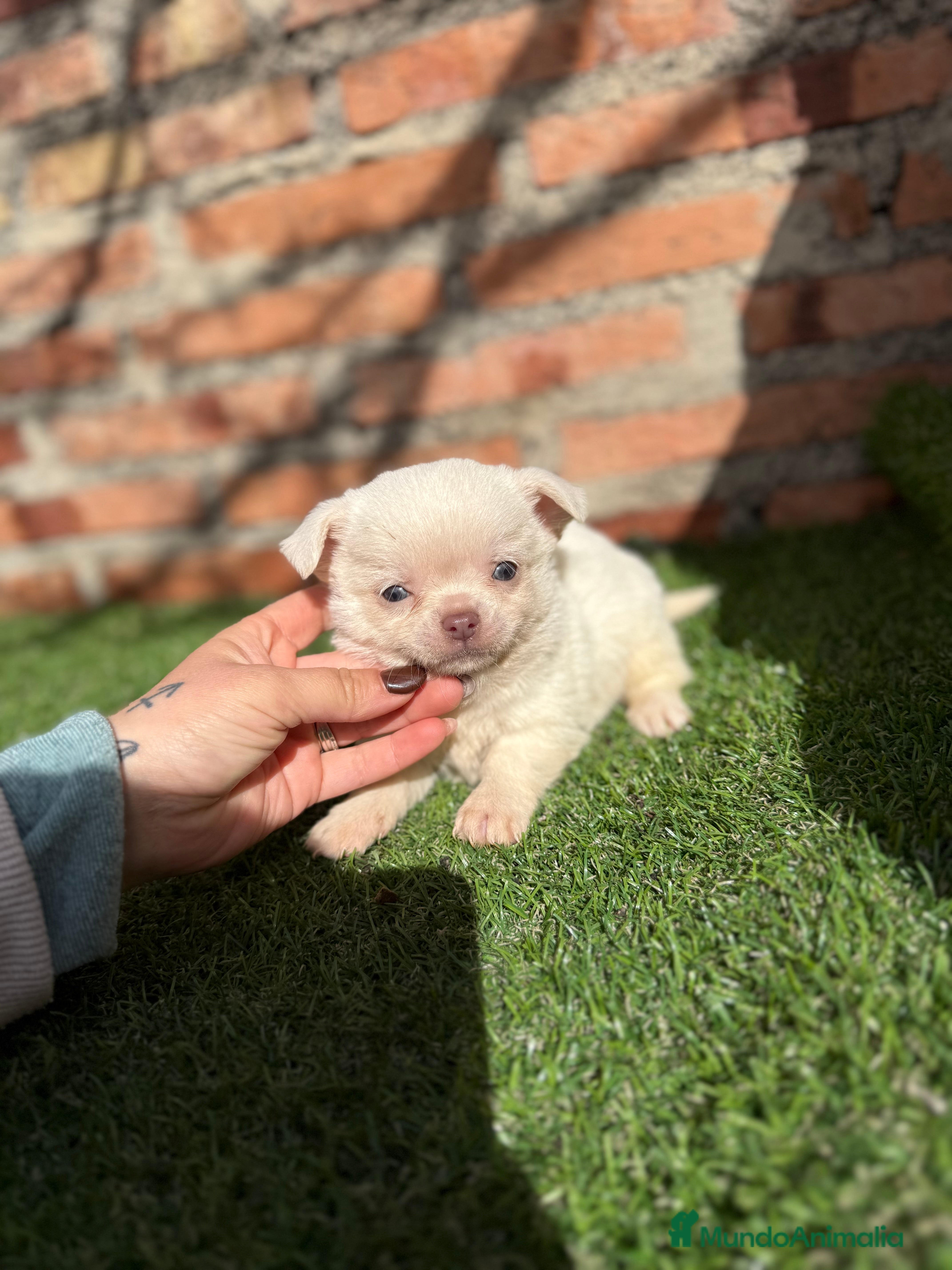 Chihuahua perros Chihuahuas cabeza manzana hembras - Anuncio 1