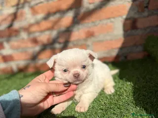 Chihuahua perros Chihuahuas cabeza manzana hembras - Anuncio 1