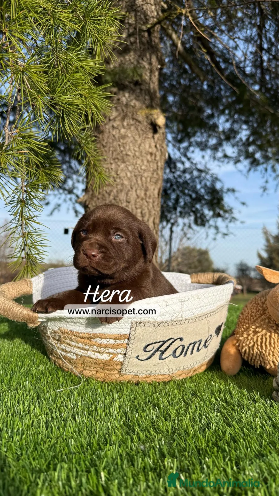 Labrador Retriever perros en venta: CRIADERO DE LABRADOR en Asturias - Anuncio 5