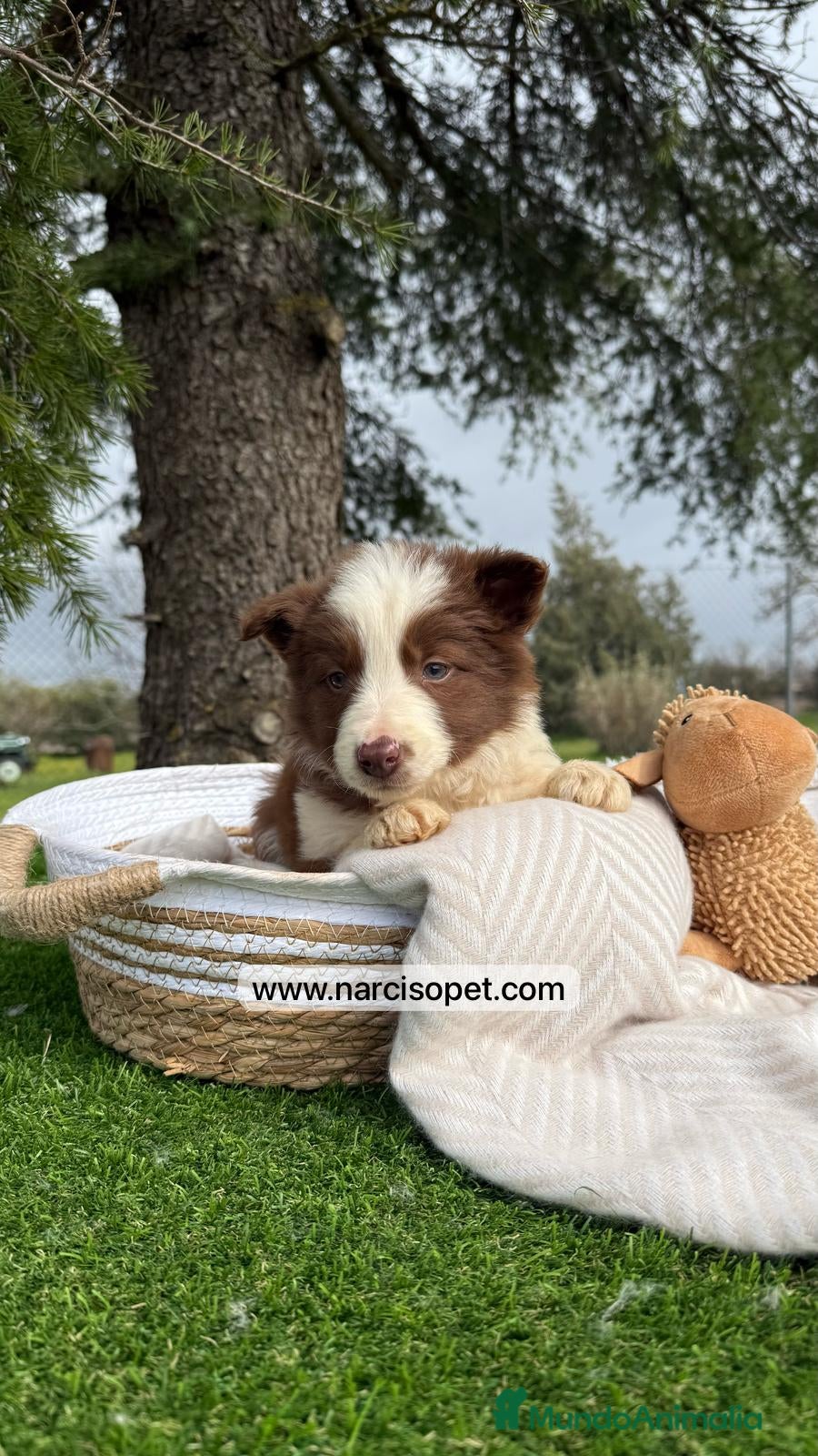 Border Collie perros VENTA DE BORDER COLLIE CHOCOLATE en Asturias - Anuncio 2