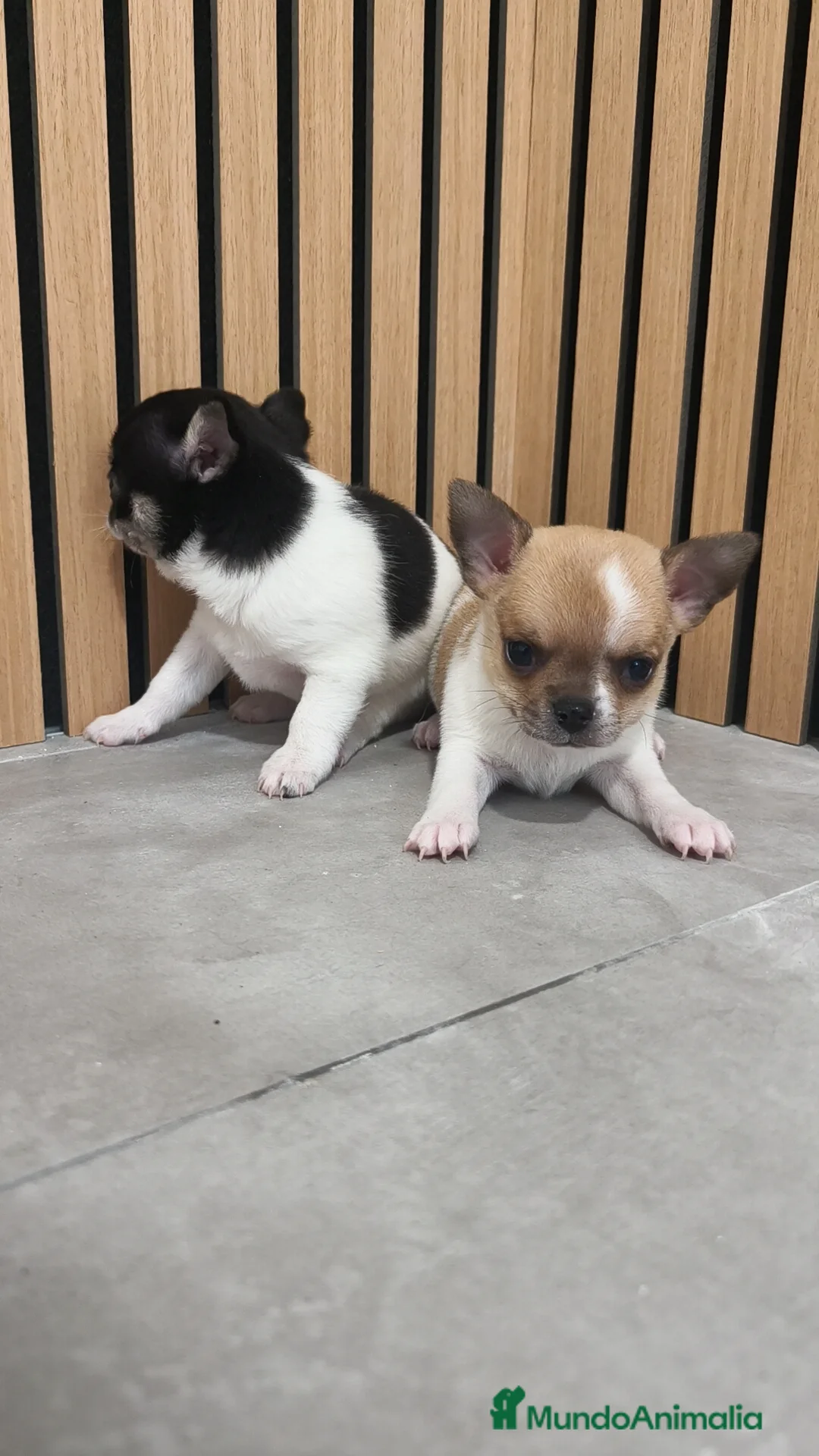 Chihuahua perros en venta: Chihuahua Toy  - Anuncio 3