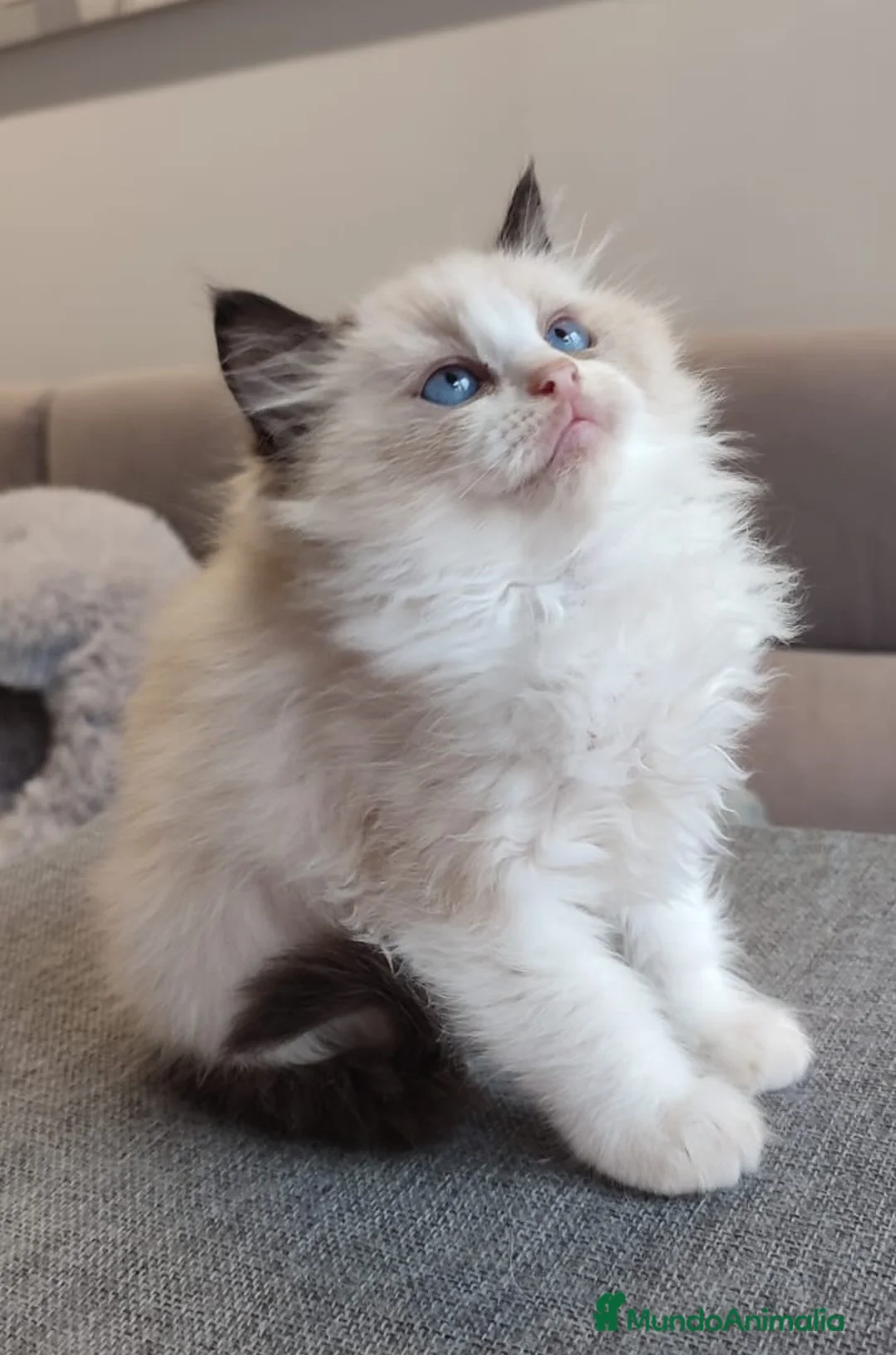 Ragdoll gatos en venta: Gatitos Ragdoll - Anuncio 15