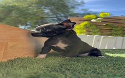 Chihuahua perros en venta: CHIHUAHUA HEMBRA - Imagen 18