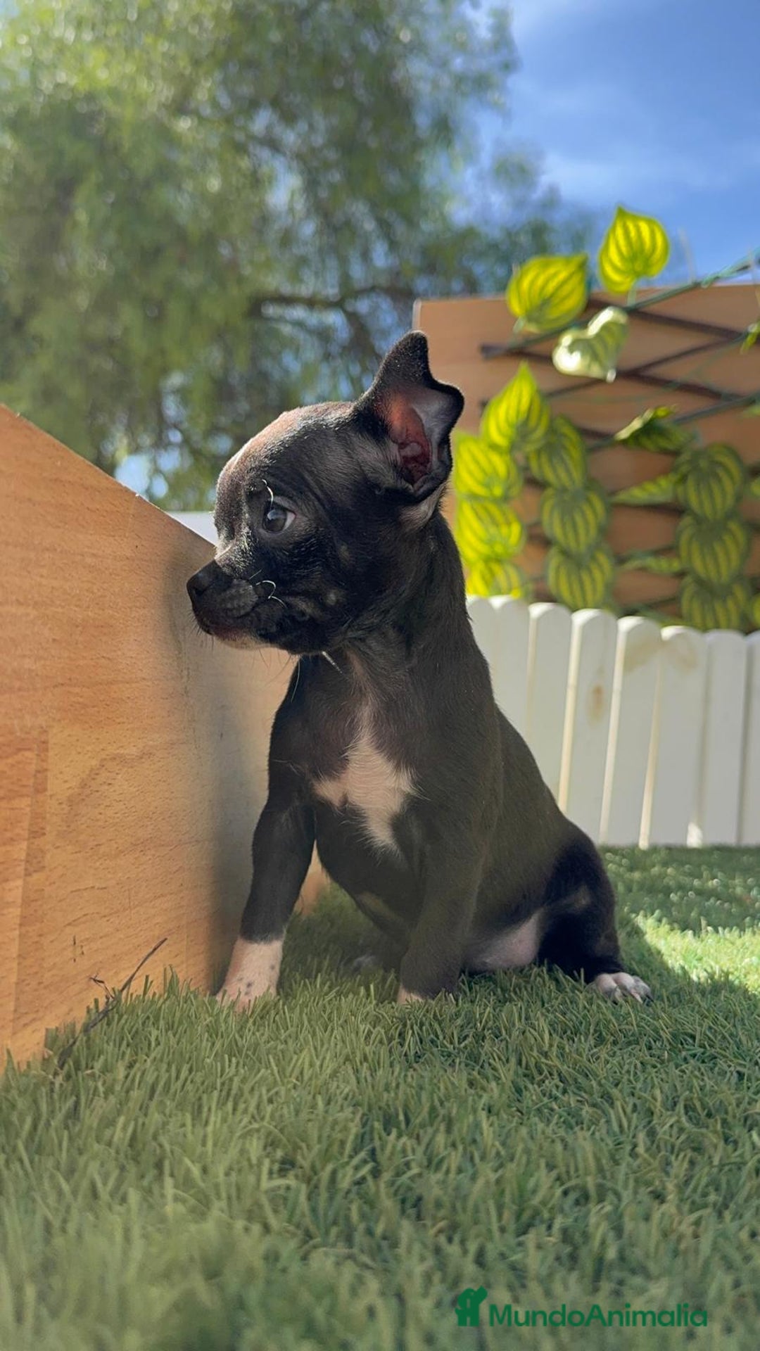 Chihuahua perros en venta: CHIHUAHUA HEMBRA - Imagen 18