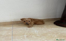 Yorkshire Terrier perros en venta: YORSHIRE - Imagen 8