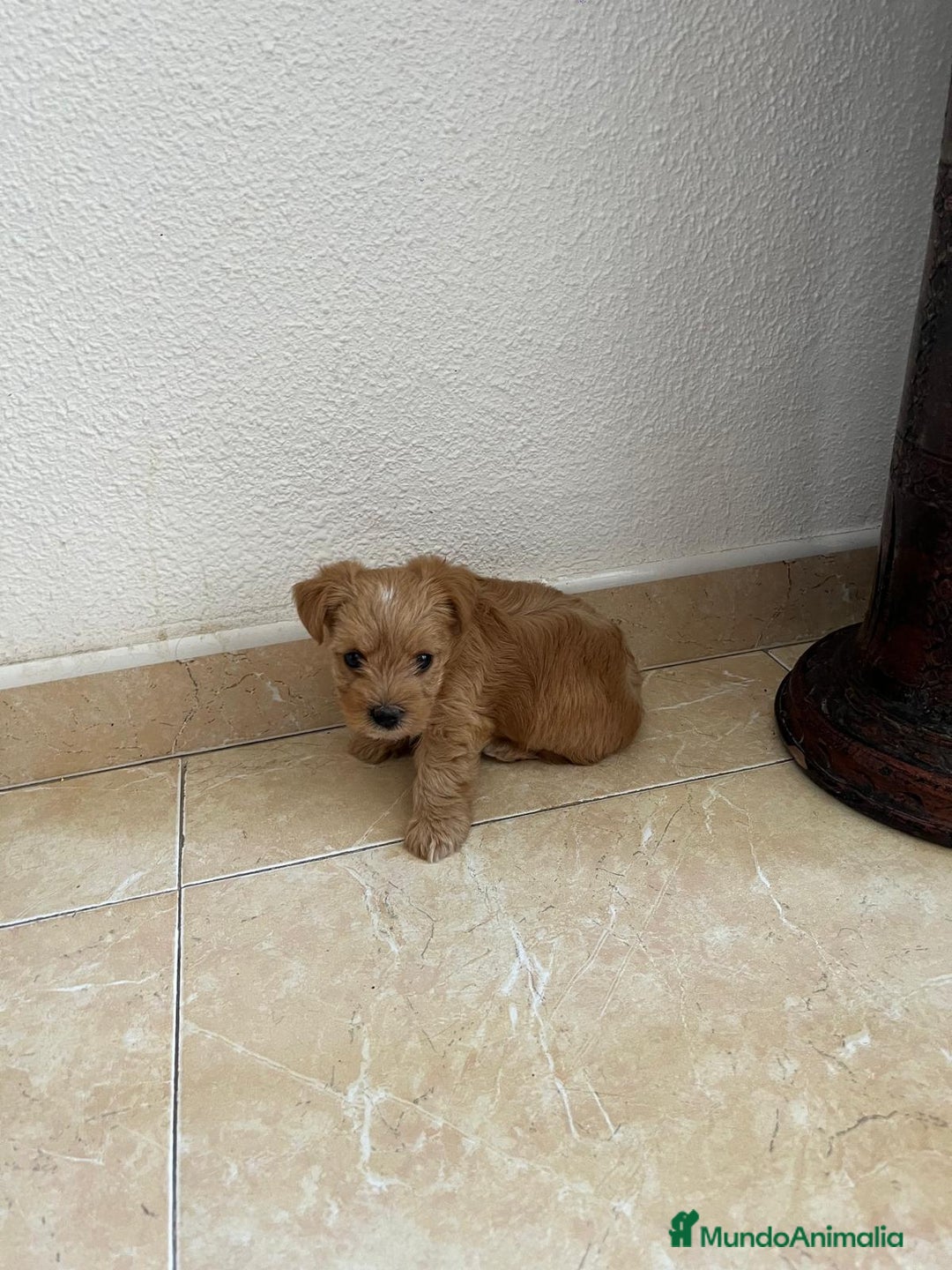 Yorkshire Terrier perros en venta: YORSHIRE - Imagen 8