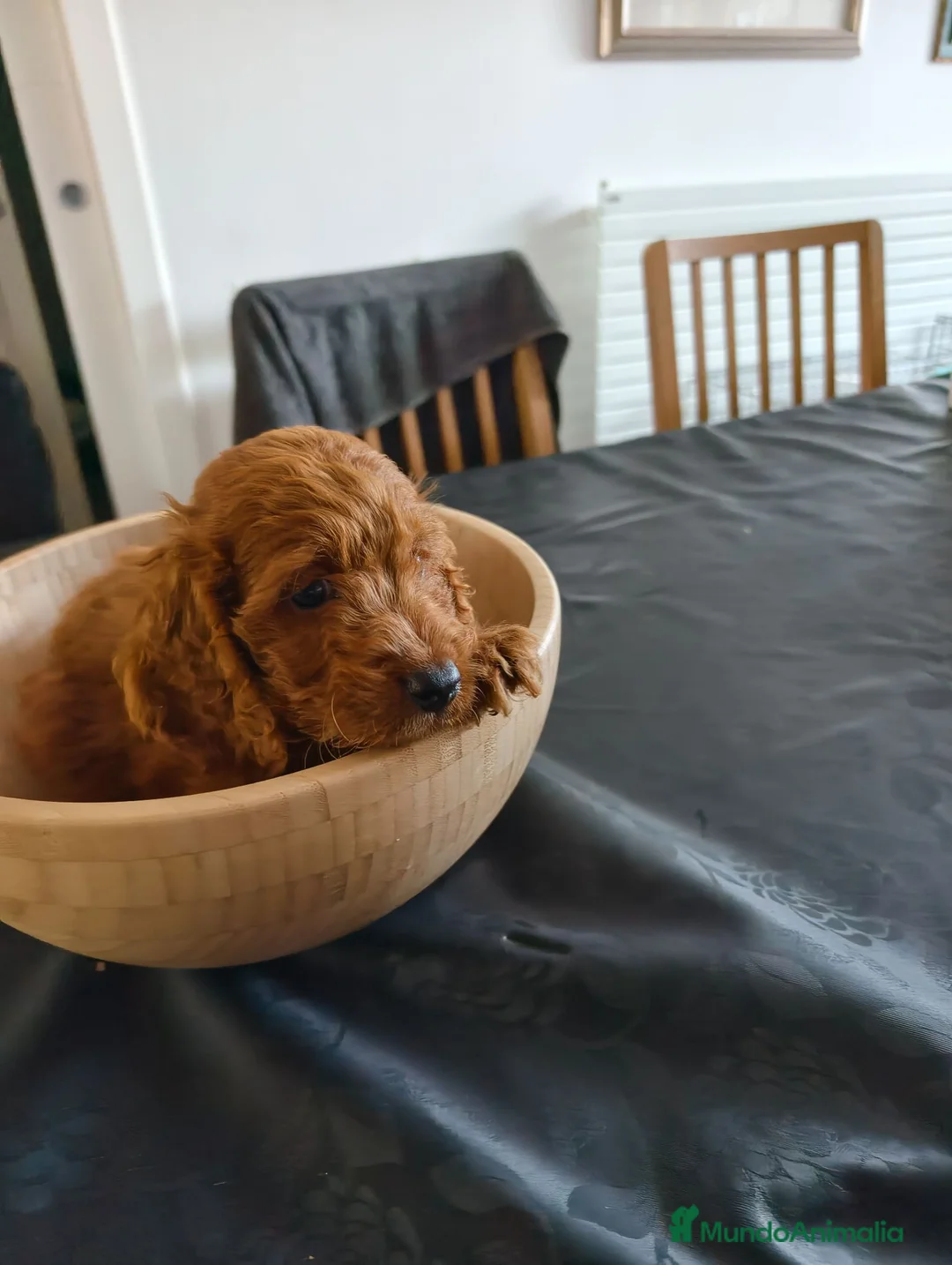 Cockapoo perros en venta: Cockapoo hembra roja - Anuncio 2