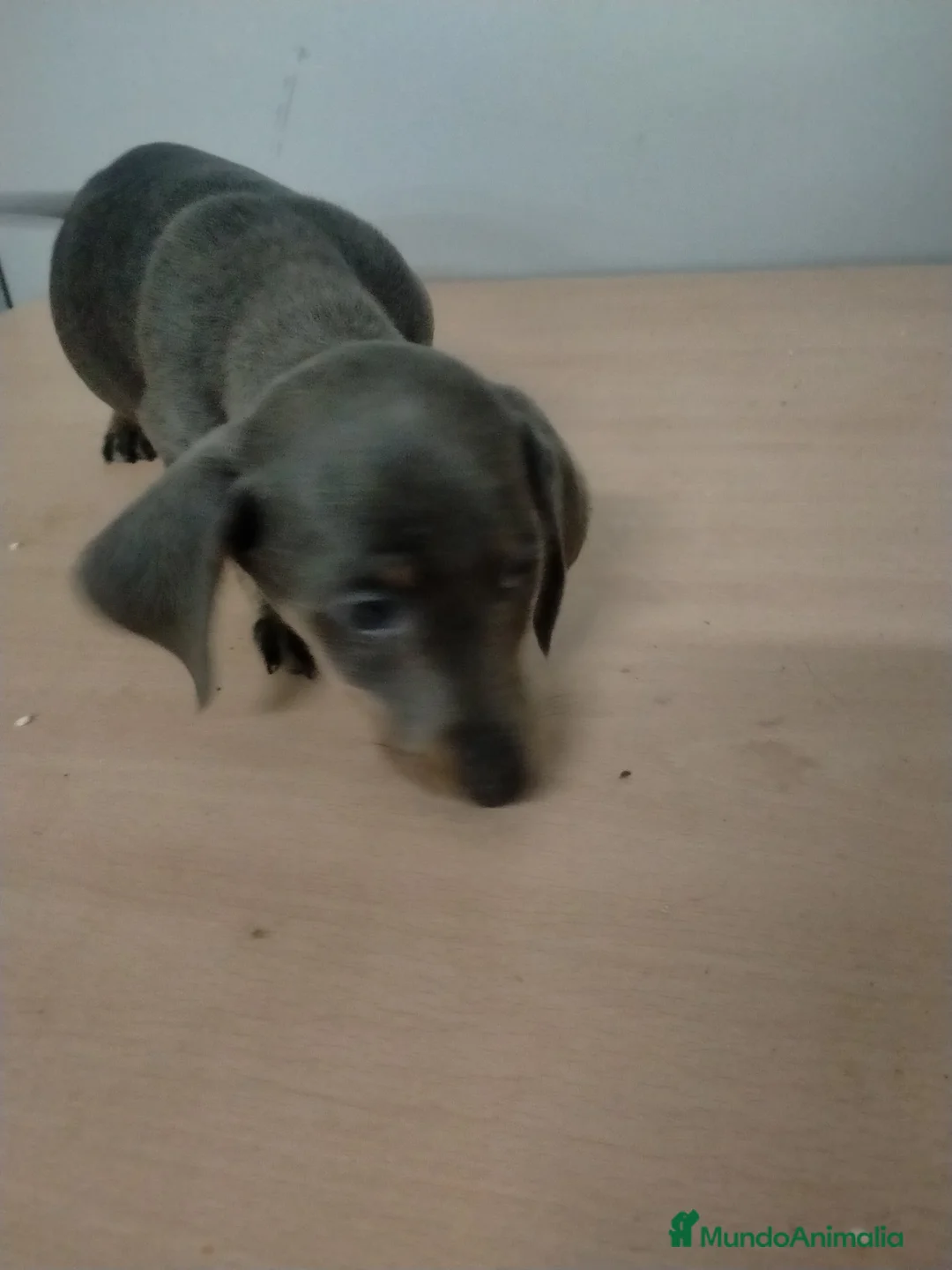 Teckel Miniatura perros en venta: Machito de teckel blue  - Anuncio 2