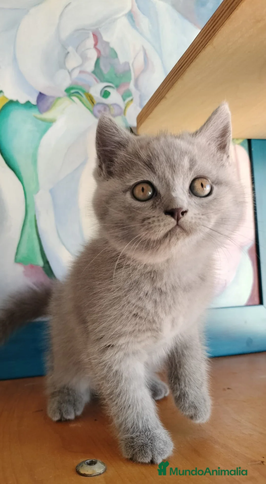 Scottish Fold gatos en venta: Macho y hembra de scotish fols blue y blanco - Anuncio 2