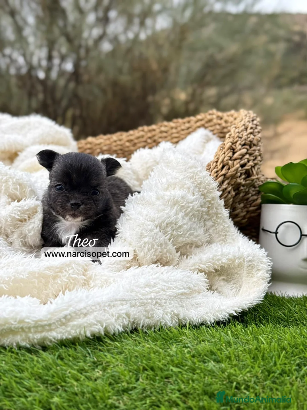 Chihuahua perros en venta: CHIHUAHUA PELO LARGO - Anuncio 1