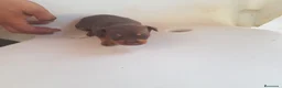 Ratón de Praga perros en venta: Ratón de Praga chocolate  - Anuncio 2