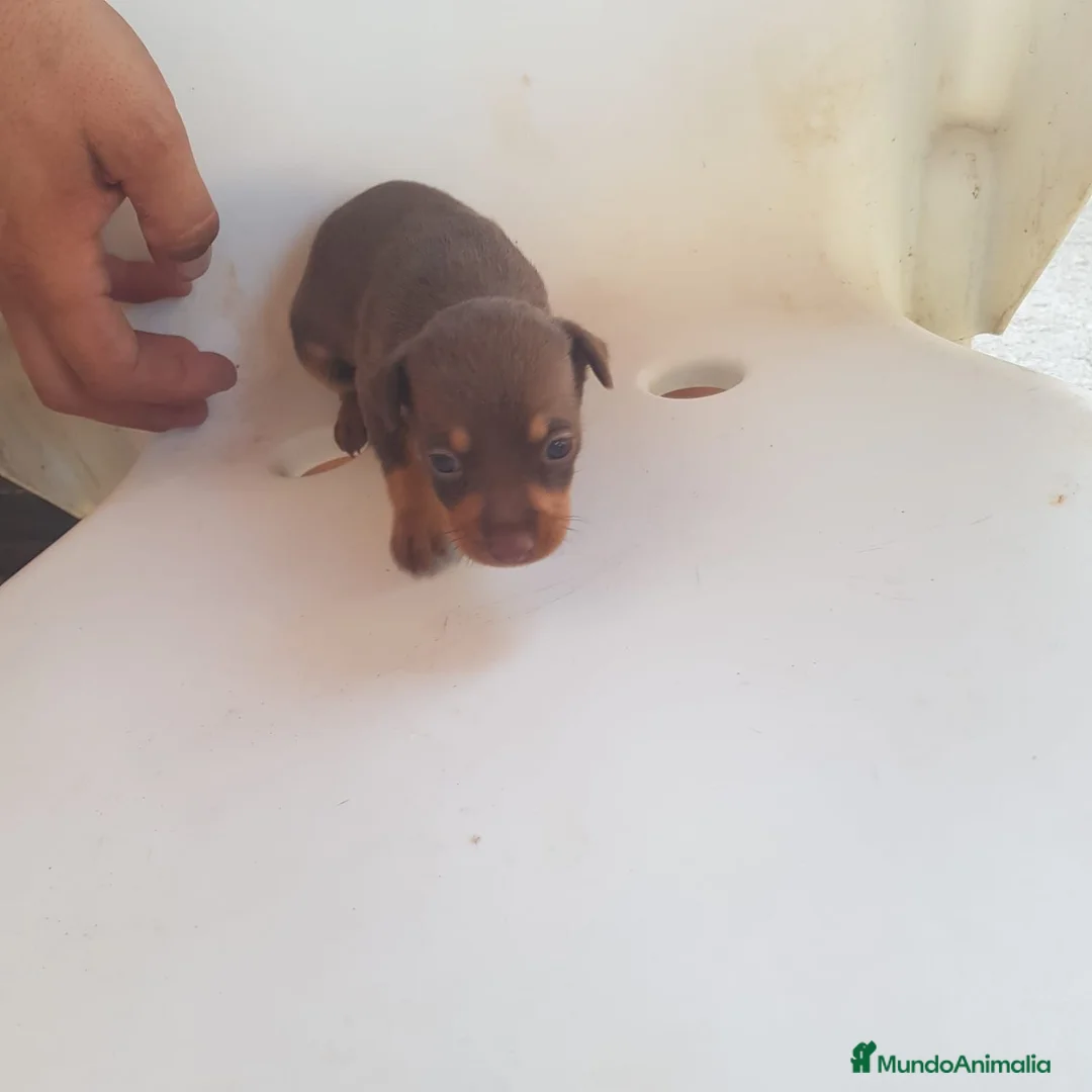 Ratón de Praga perros en venta: Ratón de Praga chocolate  - Anuncio 2