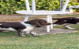 English Springer Spaniel perros en venta: Cachorros Springer Spaniel Inglés bco/hígado. - Imagen 6
