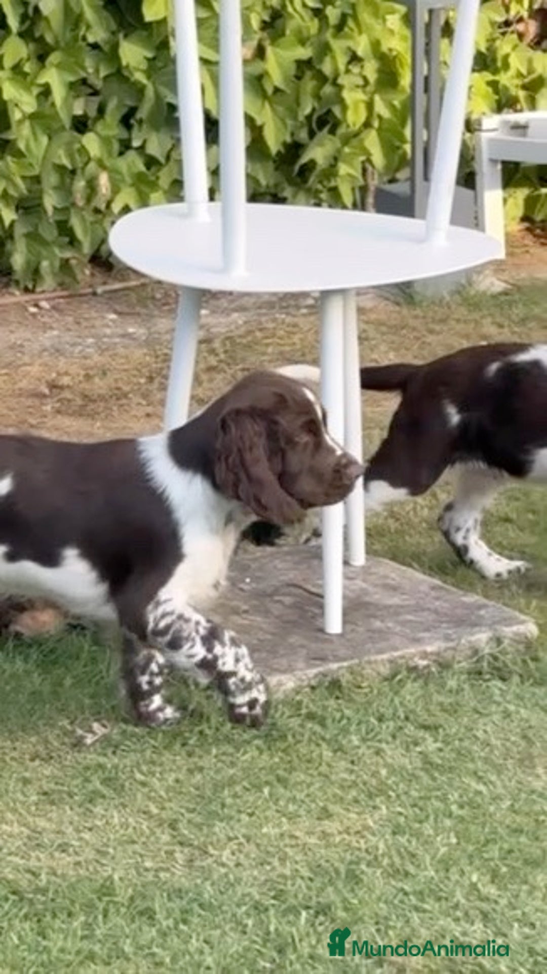 English Springer Spaniel perros en venta: Cachorros Springer Spaniel Inglés bco/hígado. - Imagen 6