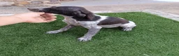 Épagneul Breton perros en venta: Bretona en adopción  - Anuncio 3