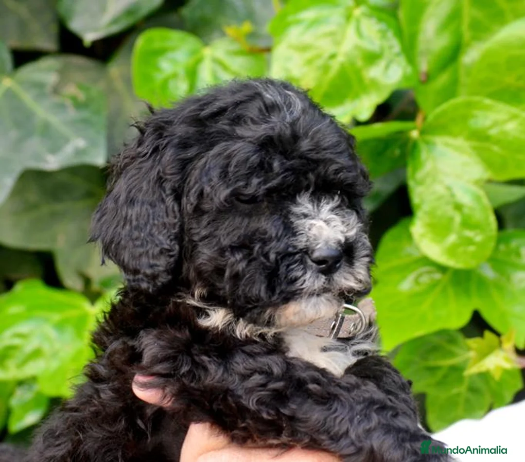 Perro de Agua Español perros en venta: CACHORRO PERRO DE AGUA ESPAÑOL  - Anuncio 21