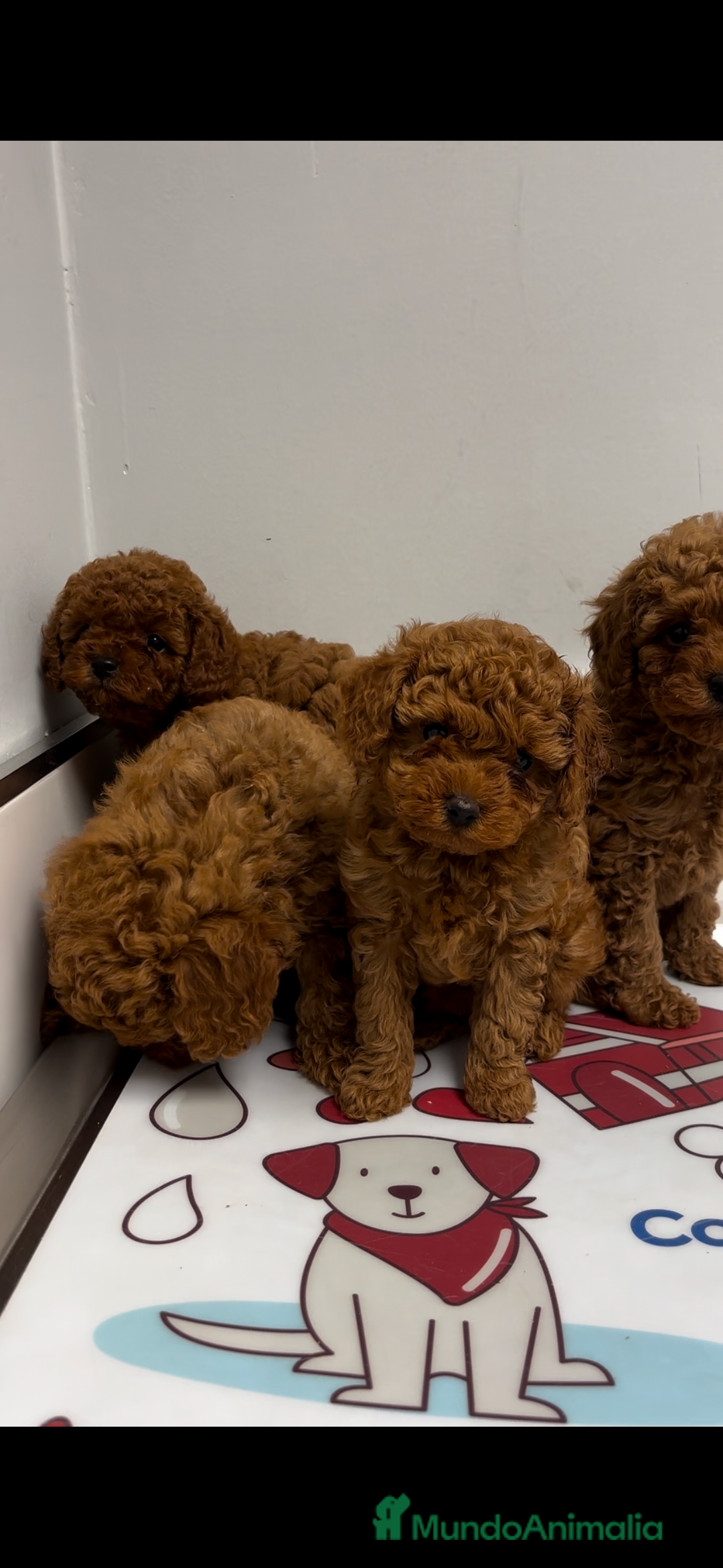 Caniche Toy perros en venta: caniche toy rojos - Anuncio 2