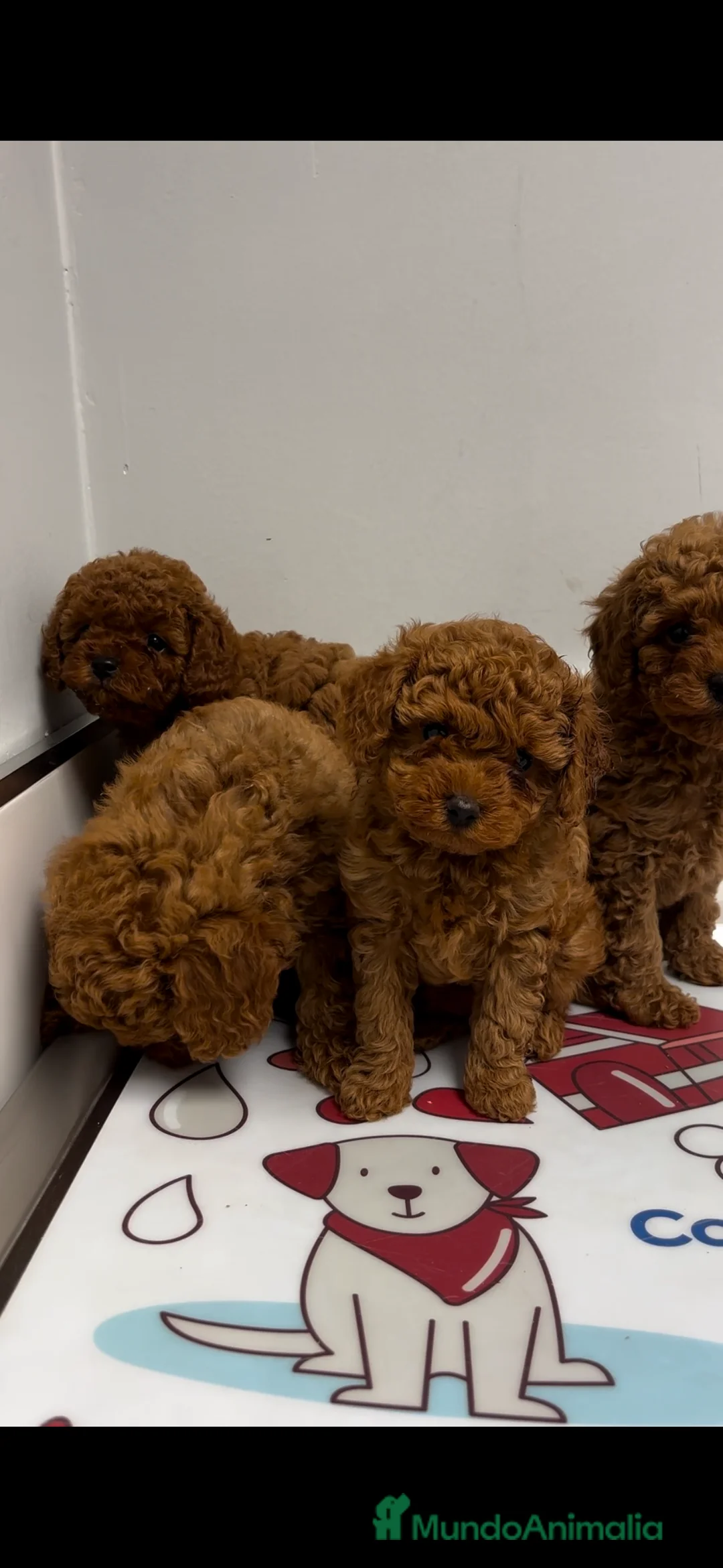 Caniche Toy perros en venta: caniche toy rojos - Anuncio 2