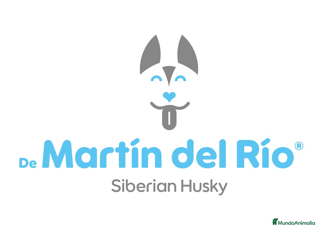 Husky Siberiano perros en adopcion: PRECIOSO HUSKY SIBERIANO  - Anuncio 5