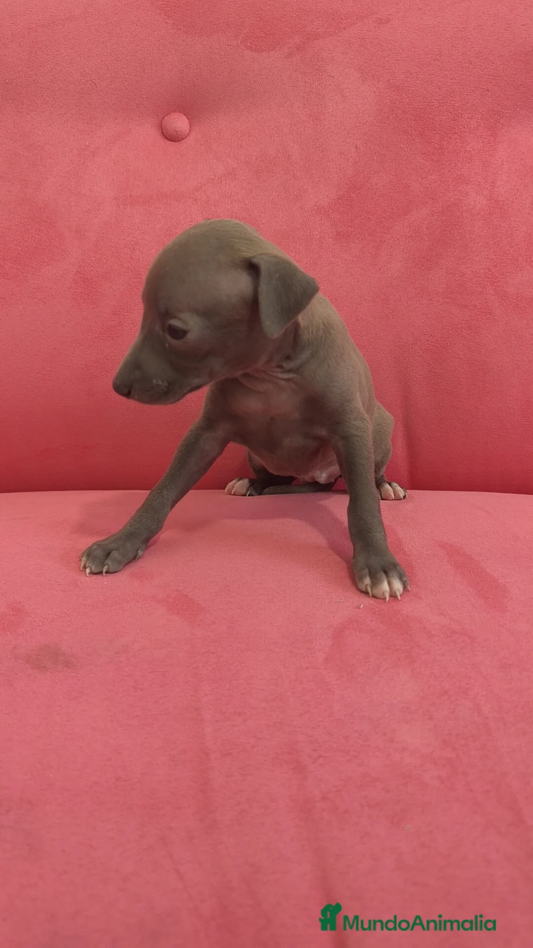 Pequeño Lebrel Italiano perros en venta: Pequeño lebrel Italiano Piccolo Galgo Italiano  - Anuncio 9