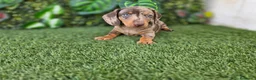 Teckel perros en venta: TECKEL MINI - Anuncio 4