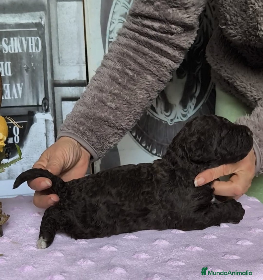 Perro de Agua Español perros en venta: Perros de agua  - Anuncio 2