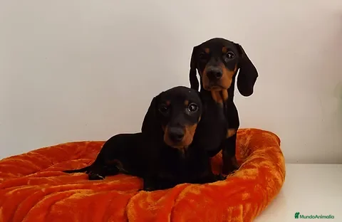 Teckel Miniatura perros Teckel mini - Anuncio 2