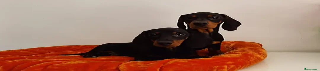 Teckel Miniatura Cachorro 2