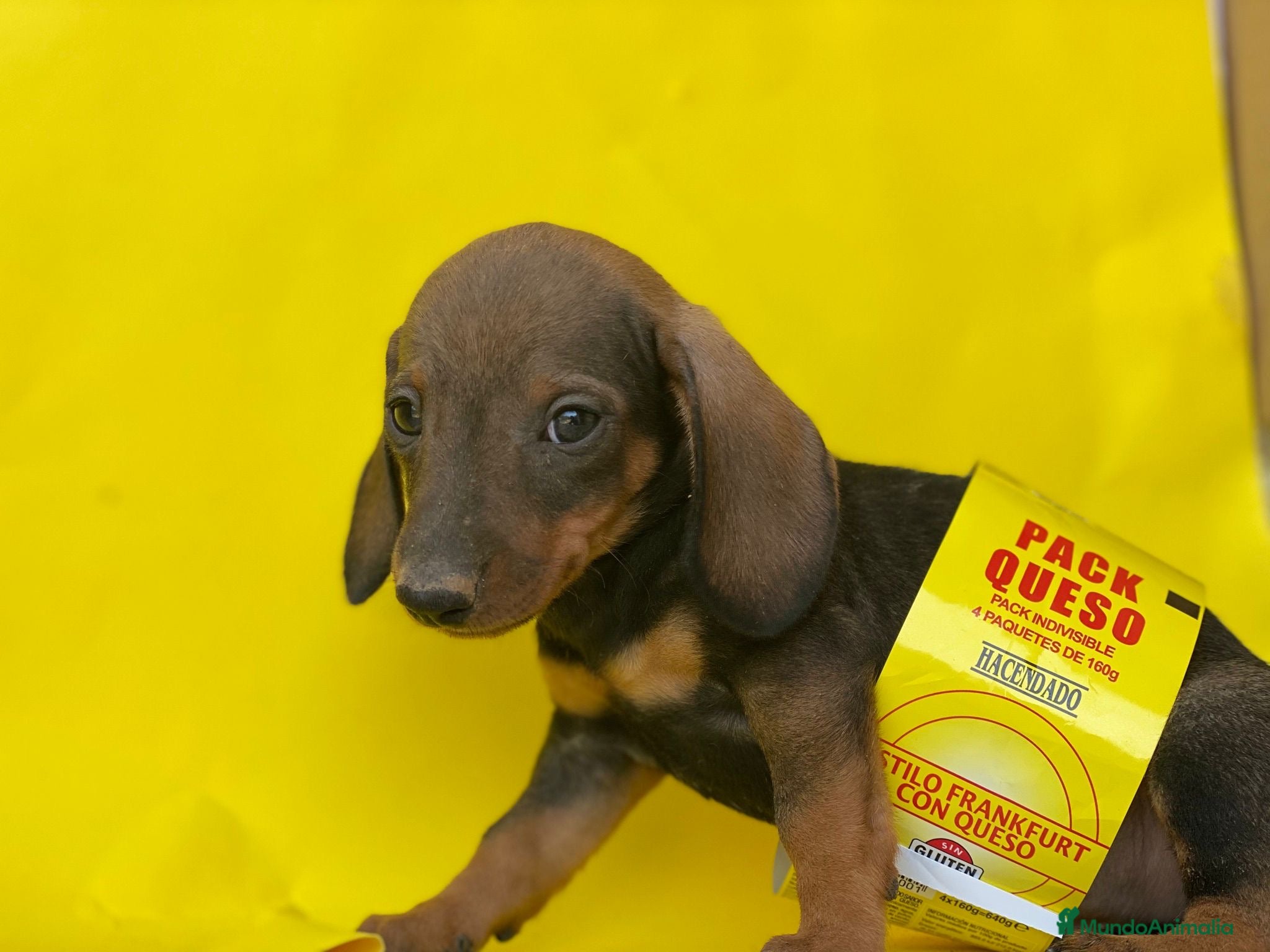 Teckel perros TECKEL //// PRECIOSIDADES  en Badajoz - Anuncio 2