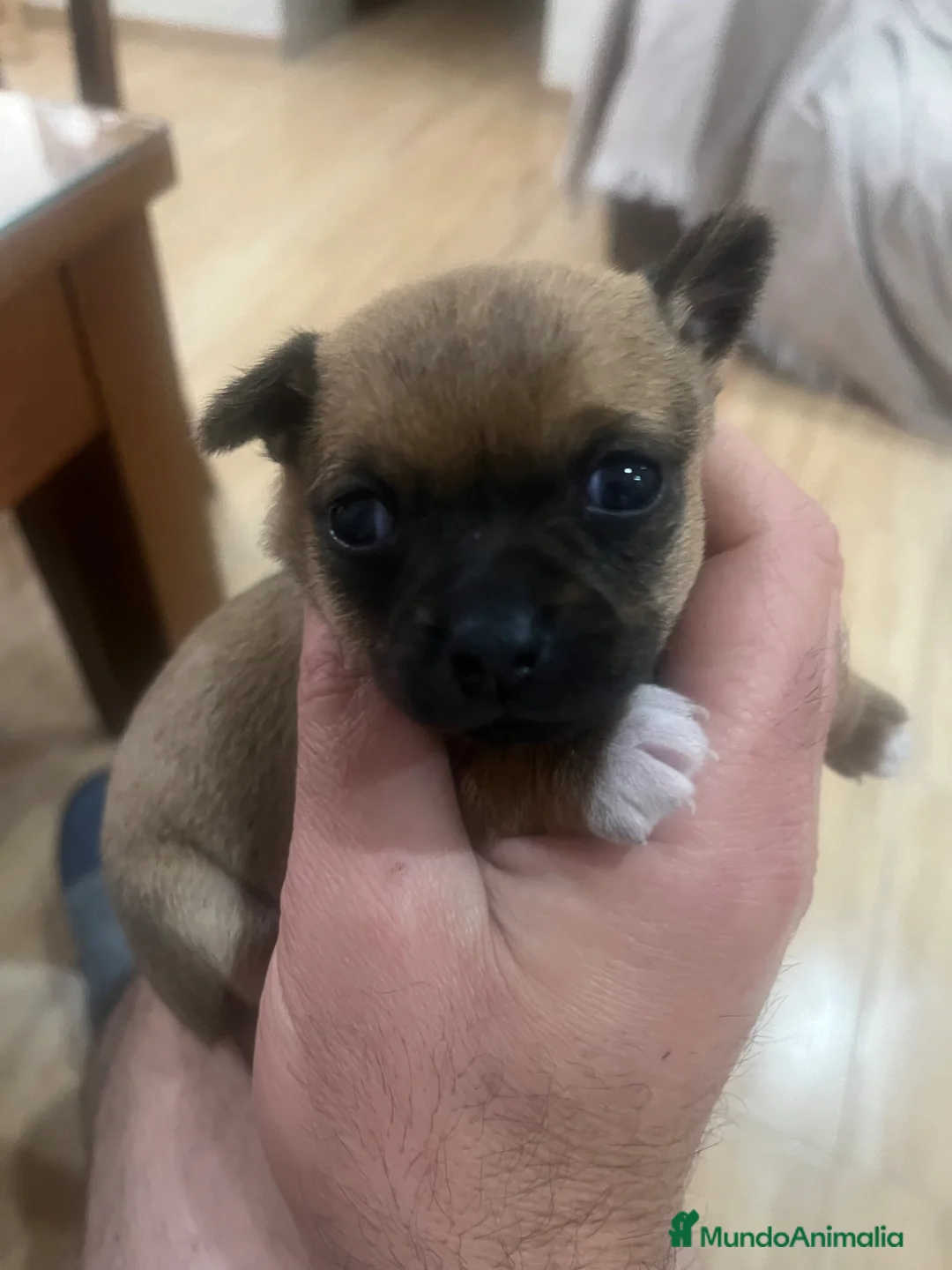 Chihuahua perros en venta: Chihuahua  - Anuncio 3