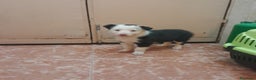 Border Collie perros en venta: BORDER COLLIE - Anuncio 6