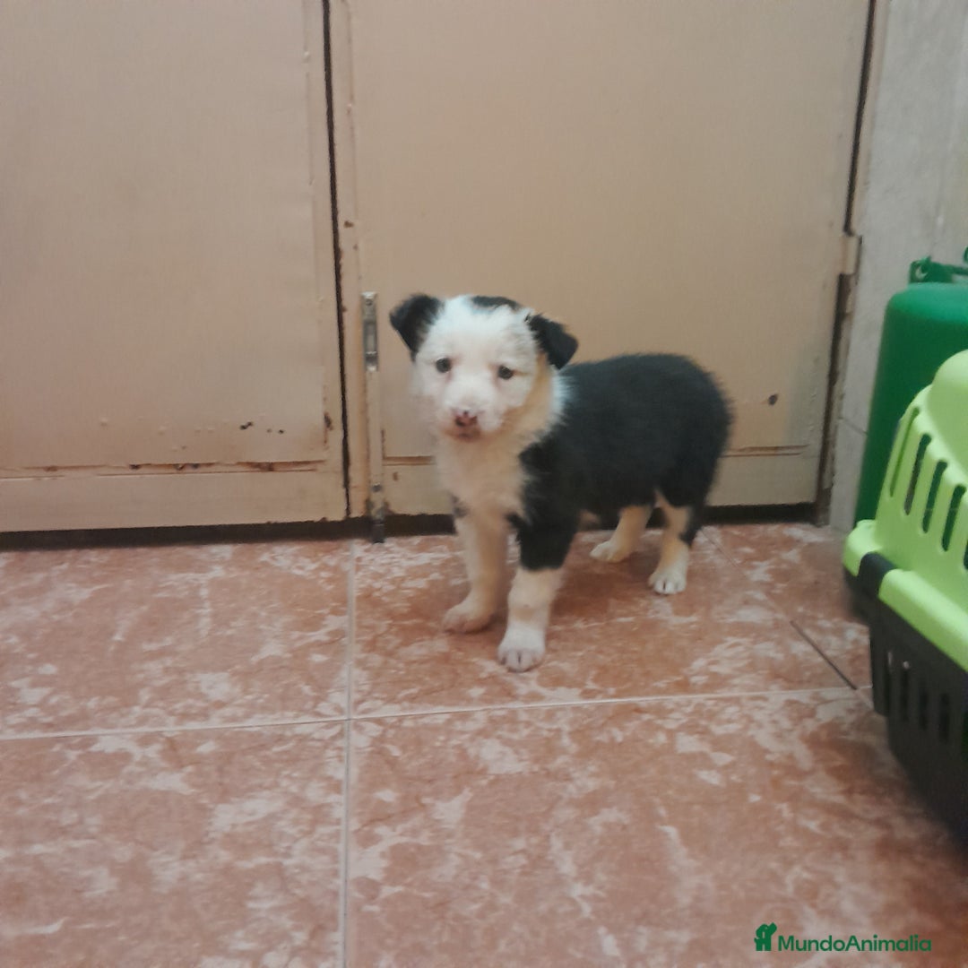 Border Collie perros en venta: BORDER COLLIE - Anuncio 6